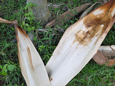 Chén Dĩa Sinh Học Từ Mo Cau   Xu Hướng Tiêu Dùng Bền Vững Hiện Nay 0