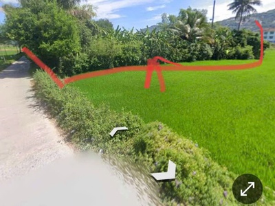 Chính chủ cần tiền xây nhà, bán bớt đất trồng cây - cách đường lớn trần quốc hoàn 150m 0