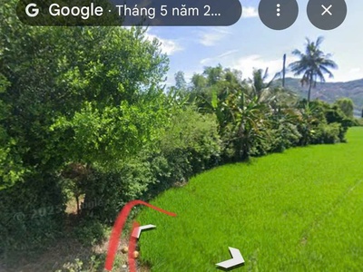 Chính chủ cần tiền xây nhà, bán bớt đất trồng cây - cách đường lớn trần quốc hoàn 150m 1