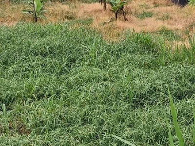 Bán đất mặt tiền củ chi ngang 15m đường xe container thông quốc lộ 22 diện tích hơn 897m2 nhỉnh 7tỷ 3