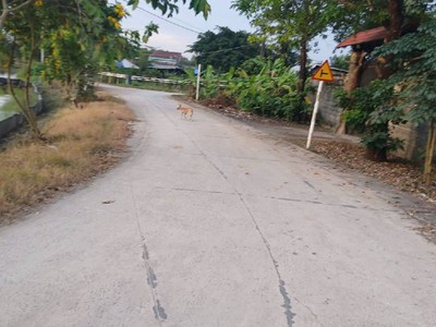 Bán gấp  2ha đất cln, tân phú trung . củ chi,nguyễn thị lắng. giá 48 tỷ. 0