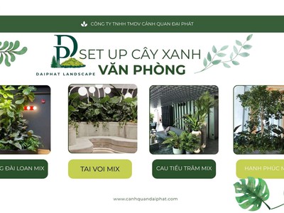 Dịch vụ set up cây xanh văn phòng TPHCM chuyên nghiệp 1