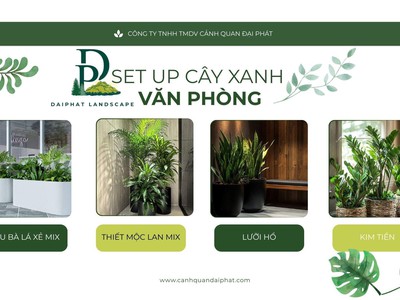 Dịch vụ set up cây xanh văn phòng TPHCM chuyên nghiệp 2