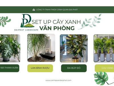 Dịch vụ set up cây xanh văn phòng TPHCM chuyên nghiệp 3