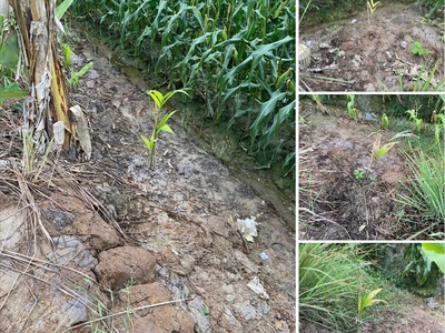 Bán đất chính chủ 2.011m2 dọc tl 944 chợ mới, xã an thạnh trung, an giang 1