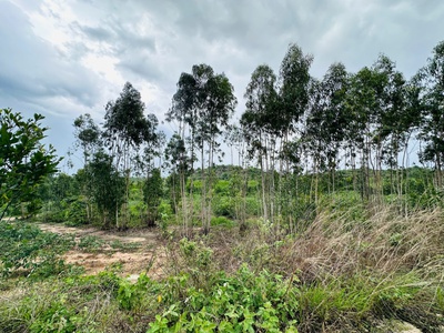 Bán 1 sào đất tân bình - lagi chỉ 700 triệu đường 10m cách 719 chỉ 800m 1