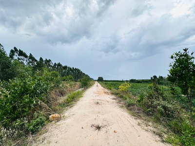 Bán 1 sào đất tân bình - lagi chỉ 700 triệu đường 10m cách 719 chỉ 800m 2