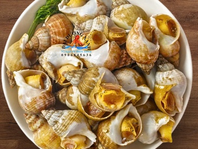 Ốc Bulot Pháp Là Gì  Mua Ốc Bulot Pháp Ở Đâu Đảm Bảo Chất Lượng 0