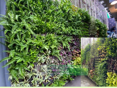 Dịch Vụ Thiết Kế   Thi Công Tường Xanh   Vườn Đứng Chuyên Nghiệp 2