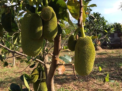 Chính chủ bán 20.000m2 đất xã đắk ru, đắk r lấp, đắk nông giáp ranh bình phước , đã có sổ 1