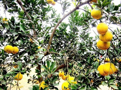 Chủ đất bán lô đẹp đồng trạng cổ đông, giá tốt cho người thiện chí 2