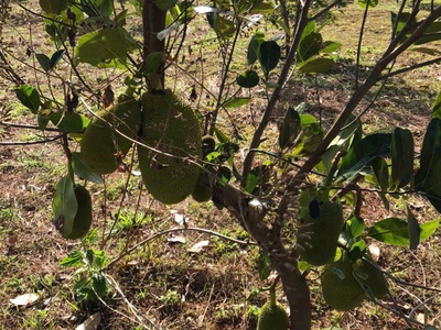 Chính chủ bán 20.000m2 đất xã đắk ru, đắk r lấp, đắk nông giáp ranh bình phước , đã có sổ 3