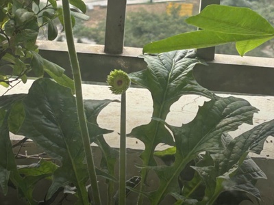 Chính chủ bán căn hộ ct7e - kđt the sparks dương nội, đối diện đại học phenikaa. 1