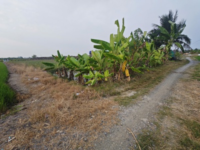 Bán lô đất lúa gần quốc lộ 50 b giá 850 triệu 2