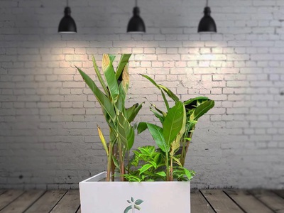 Chậu Composite Trơn Màu Trắng Trồng Hoa, Cây Cảnh 3