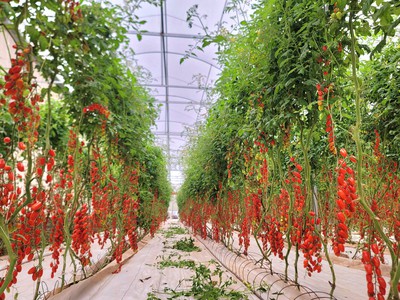 Muốn làm nông nghiệp công nghệ cao thành công - đừng chọn sai màng lợp 2