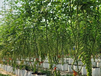 Muốn làm nông nghiệp công nghệ cao thành công - đừng chọn sai màng lợp 3