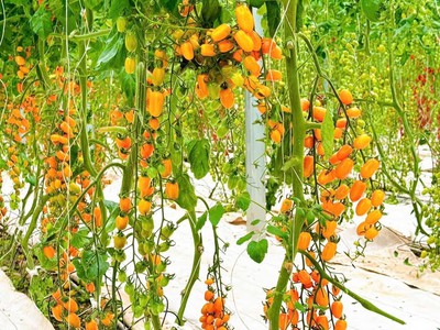 Muốn làm nông nghiệp công nghệ cao thành công - đừng chọn sai màng lợp 4