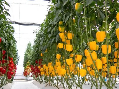 Politiv Israel   Màng nhà kính hàng đầu Israel 2