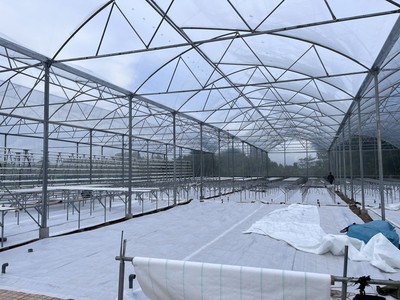 Politiv Israel   Màng nhà kính hàng đầu Israel 1