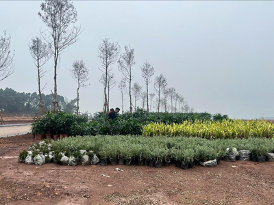 Chậm 1 nhịp - Mất cả một chu kỳ tăng giá tại UTOPIA 7