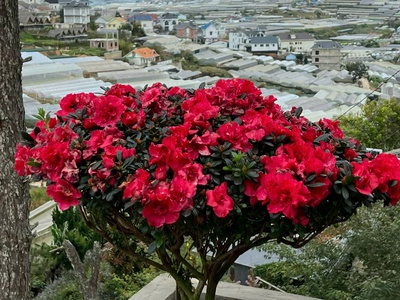 Cho thuê homestay 1500m2 đường hùng vương- phường 11 đà lạt giá 45 triệu 2