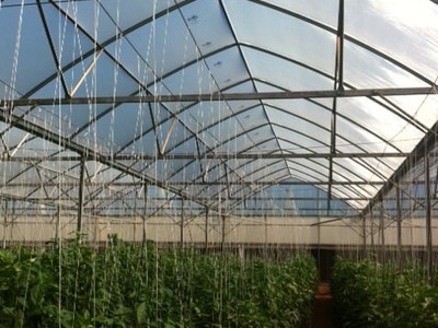 Màng nhà kính Politiv Israel - lựa chọn số 1 Israel 1