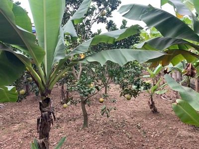 Đất gần bệnh viện Trung Ương Hùng Vương tại Cao Minh, Phúc Yên, Vĩnh Phúc, 100m2 đất ở. 1