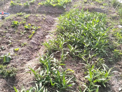 Nhà chính chủ - giá tốt chính chủ cần bán nhanh căn nhà tại phường an tịnh, kcn trảng bàng, tây ninh 4