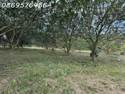 Đất vườn khánh hoà chỉ 150 triệu mà sở hữu tới 500 mét 0