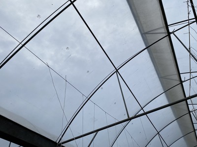 Bảo vệ mùa vụ hiệu quả cùng POLITIV Israel 1