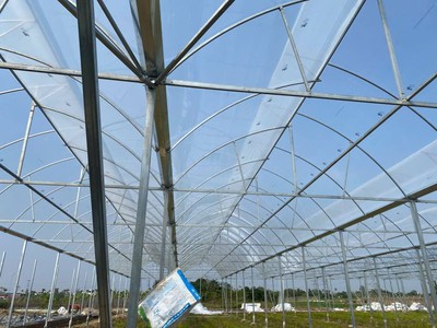 Bảo vệ mùa vụ hiệu quả cùng POLITIV Israel 4