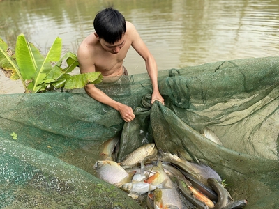 Lưới kéo cá nguyễn út -  gia công theo yêu cầu 0