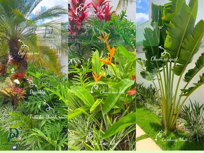 Thiết kế thi công cảnh quan sân vườn mới nhất 2026 2