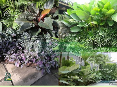 Thiết Kế Thi Công Cảnh Quan Sân Vườn Nhiệt Đới 2026 4