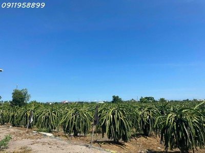 Bán 8.2 sào đất tân tiến - lagi gần biển chỉ 2.4 tỷ có 60m2 ont đường ô tô 1