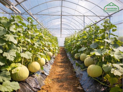Giải pháp chuẩn cho nhà màng thường xuyên xông lưu huỳnh 1