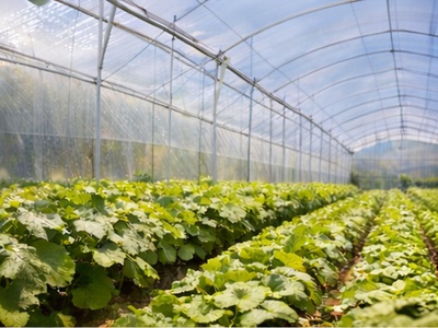 Giải pháp chuẩn cho nhà màng thường xuyên xông lưu huỳnh 2