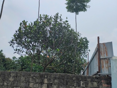 Bán gấp giá rẻ đất chia lô hợp tiến 93m, mặt tiền 5.2m, 1.4 tỷ mỹ đức, hà nội. 2