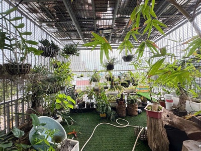 Trục tây thăng long-hoàng minh thảo- tây hồ - biệt thự cổ nhuế 240m2- 70 tỷ 1