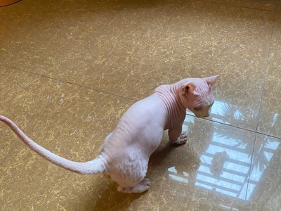 Chính chủ cho thuê kho   long biên - diện tích 120m    trần cao 6m   ô tô ra vào thoải mái 4