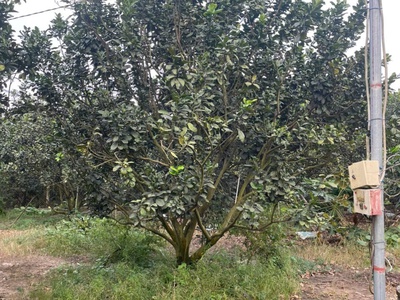 Chính chủ bán siêu phẩm đất đẹp    phù hợp cho mọi gia đình 2