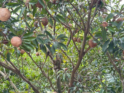 Trảng bàng-tây ninh ngộp giảm 2 tỷ còn 2 tỷ 990tr dt 3555m2 sẵn nhà cấp 4 và vườn traí cây bám 2