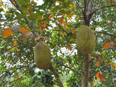 Trảng bàng-tây ninh ngộp giảm 2 tỷ còn 2 tỷ 990tr dt 3555m2 sẵn nhà cấp 4 và vườn traí cây bám 3