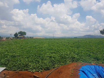 Cần bán 2,4 ha đất hẻm thuộc n,thôn hạ đức trọng cũ, lâm đồng 3