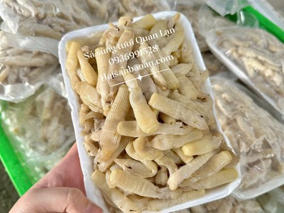 Cần bán sá sùng tươi ngon tuyển chọn 0