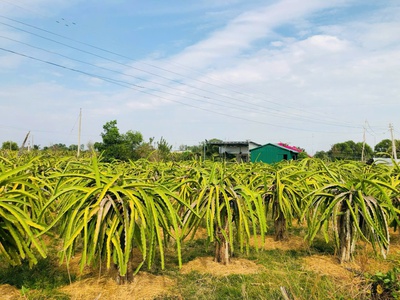 Bán 796m2 vườn thanh long tân hải, lagi giảm 50 còn 500 triệu chính chủ 4