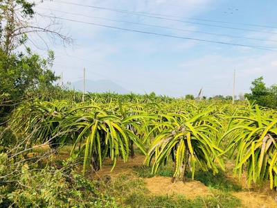 Bán 796m2 vườn thanh long tân hải, lagi giảm 50 còn 500 triệu chính chủ 0