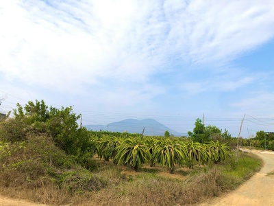 Bán 796m2 vườn thanh long tân hải, lagi giảm 50 còn 500 triệu chính chủ 3