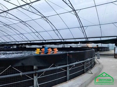 Tôm khỏe - ổn định- mua nào cũng trúng 0